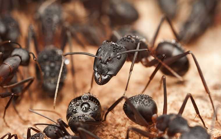 Carpenter ants 